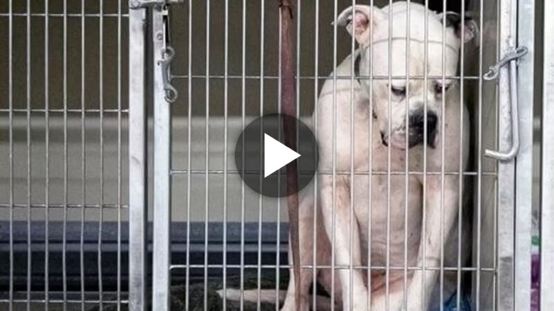 Heartbreaking Moments: The Expressions of a Shelter Dog Left Heartbroken When No One Chooses to Adopt Him.