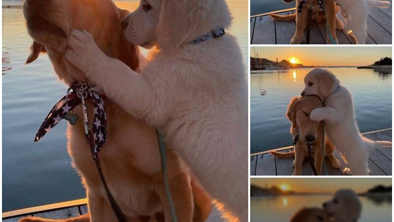 Be strong with me: Two dogs comfort each other after their owner’s scolding, melting hearts around the world