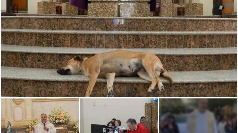 Priest Opens Church Doors to Abandoned Dogs, Finding Forever Homes Amidst Mass