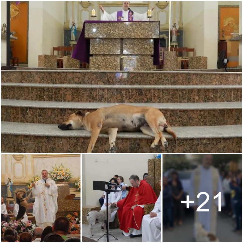 Priest Opens Church Doors to Abandoned Dogs, Finding Forever Homes Amidst Mass