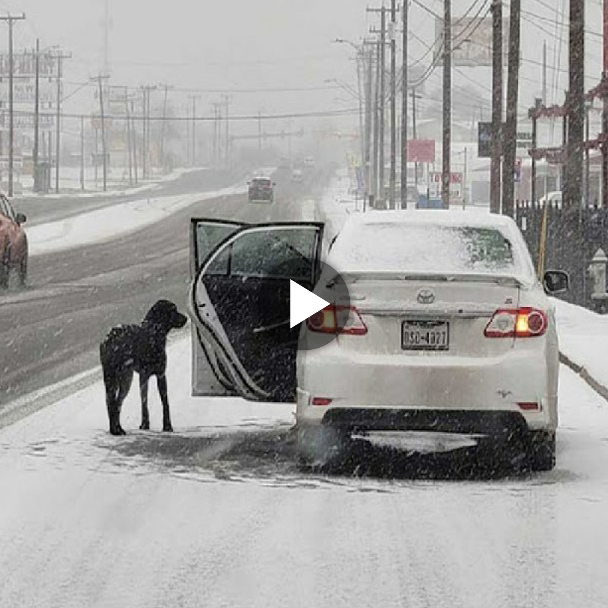 Warm winter video: A woman uses cornflakes to coax her freezing dog into her warm car, warming readers’ hearts.