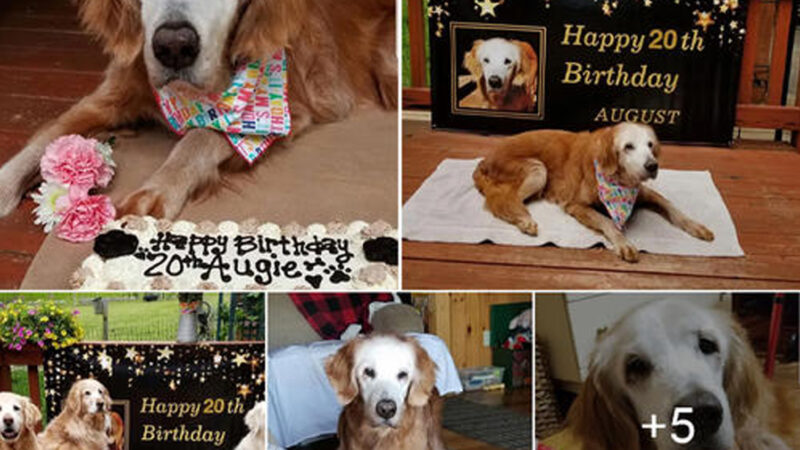 Presenting Augie: The Incredible 20-Year-Old Golden Retriever Making History in the Dog World.