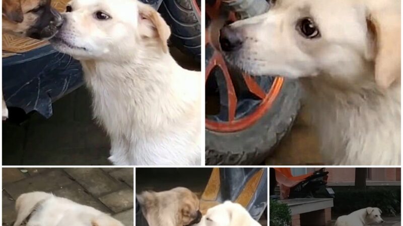 Heartfelt Goodbye: A Mother Dog Bids a Regretful Farewell to Her Puppy as the Owner Decides to Sell Due to Financial Constraints, Expressing a Wish for the Pup’s Happiness.