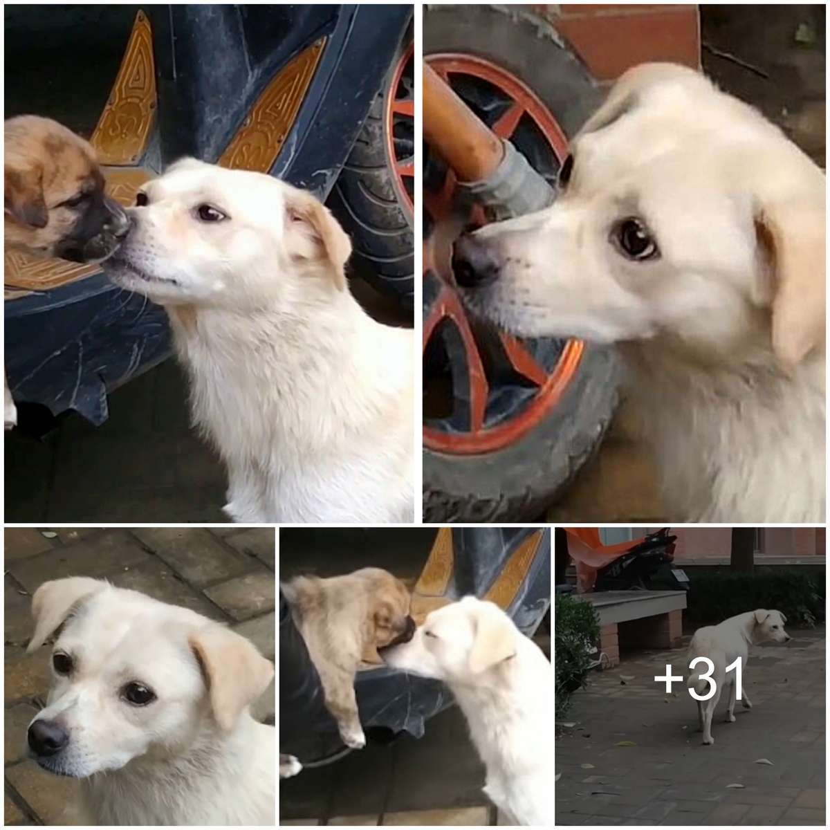 Heartfelt Goodbye: A Mother Dog Bids a Regretful Farewell to Her Puppy as the Owner Decides to Sell Due to Financial Constraints, Expressing a Wish for the Pup’s Happiness.