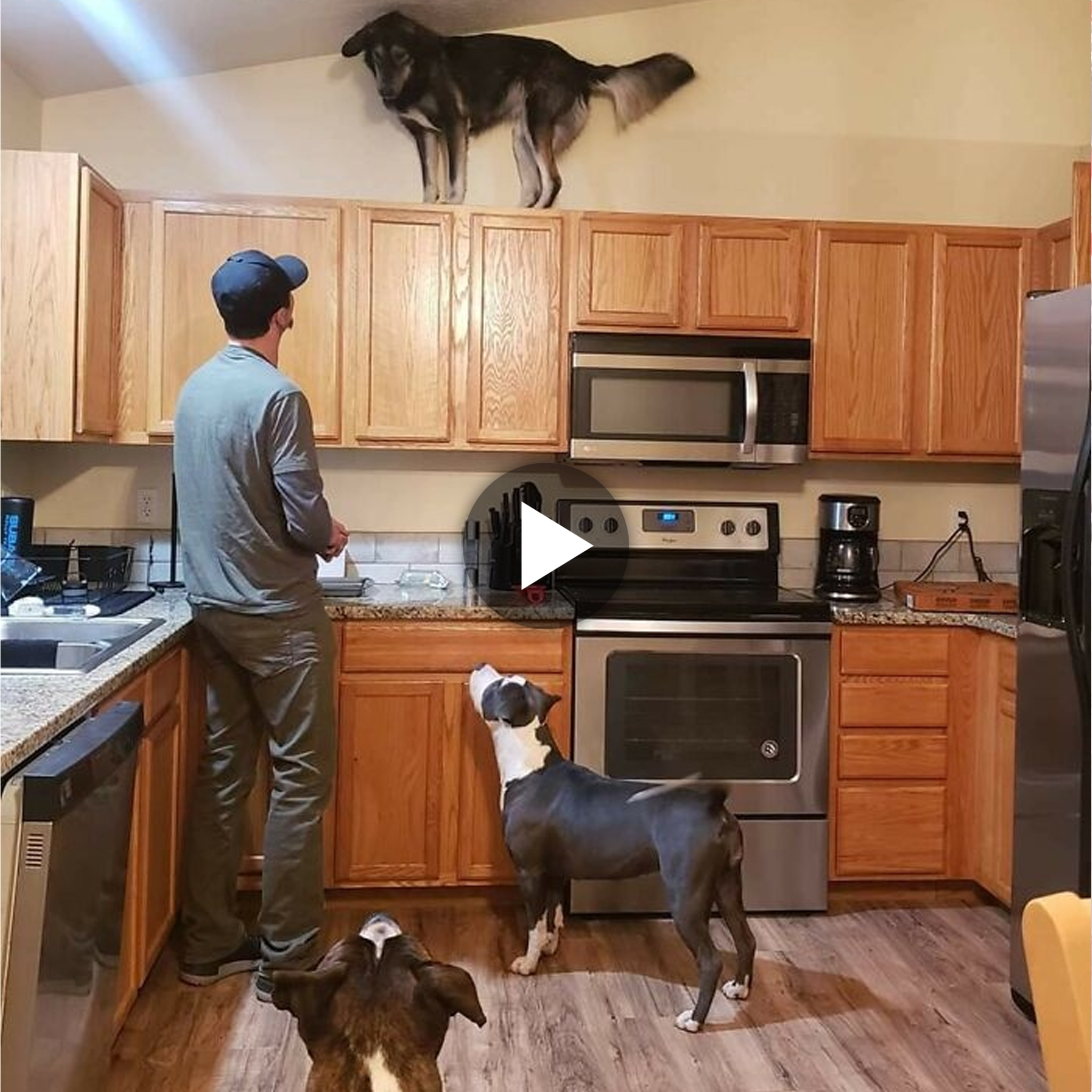 In addition to demonstrating an amazing acrobatic feat, the husky’s frightened leap onto the tall cabinet went viral online, captivating communities with its expressive reaction that sparked a delightful blend of amusement and empathy across the virtual landscape. ‎