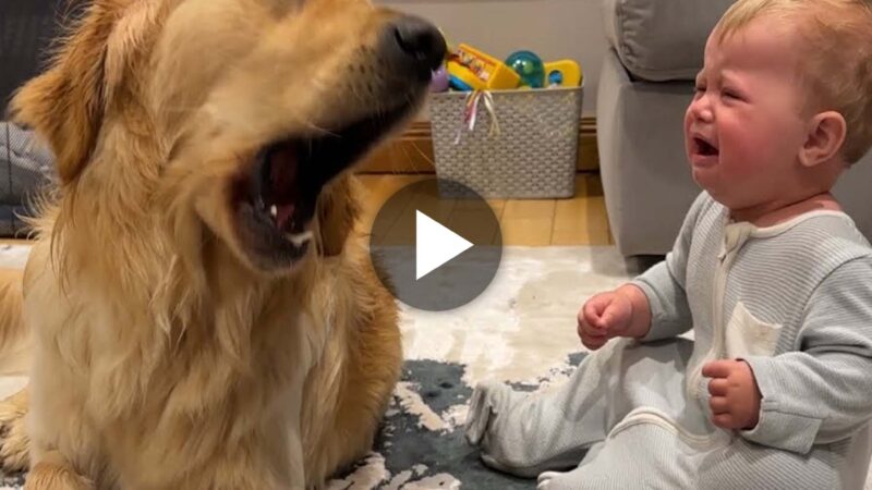 When a golden retriever puppy makes a baby cry, the dog apologizes! (Cutest Ever!!)