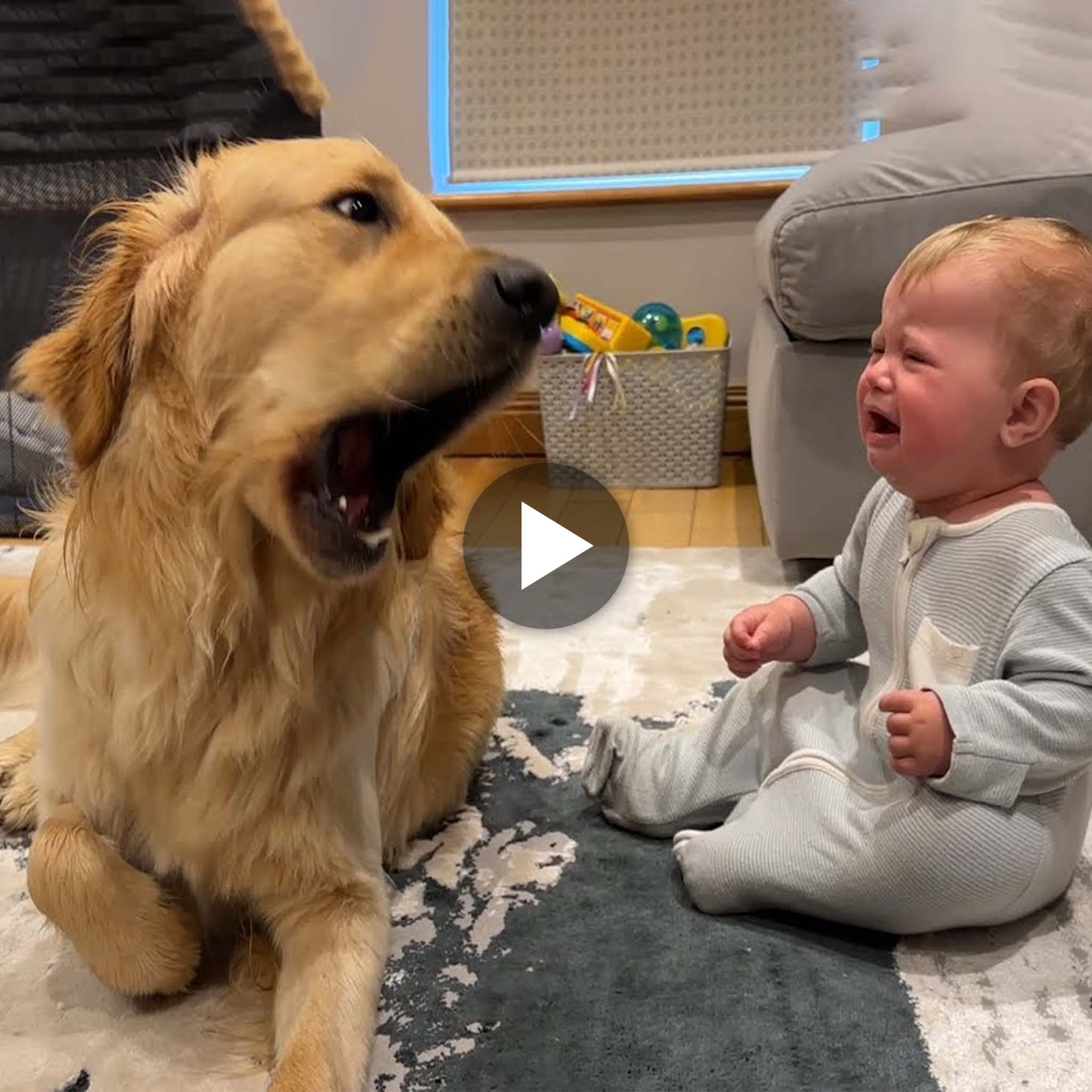 When a golden retriever puppy makes a baby cry, the dog apologizes! (Cutest Ever!!)