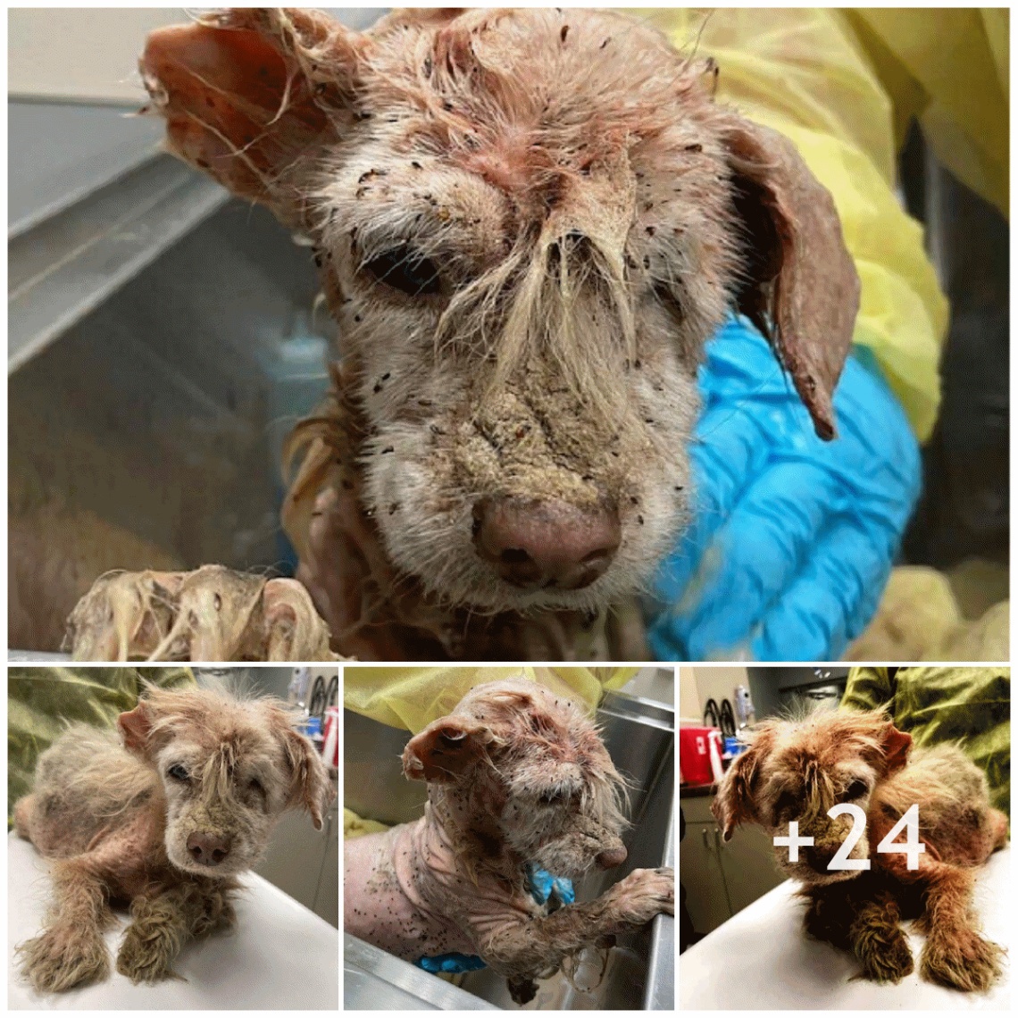 The poor dog was missing half an ear and was covered in fleas because he had been wandering the streets for many years looking for his owner.