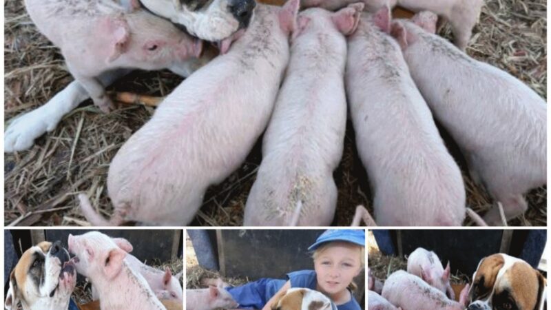 The entire town was taken aback when the benevolent mother dog looked after the piglets after her mother passed away.