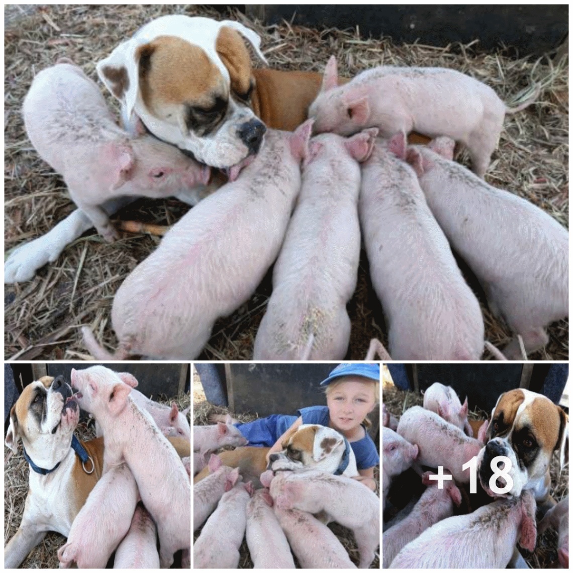 The entire town was taken aback when the benevolent mother dog looked after the piglets after her mother passed away.