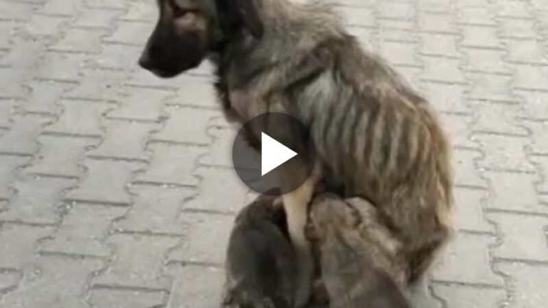 The skinny mother used up all of her remaining breath caring for six tiny puppies.