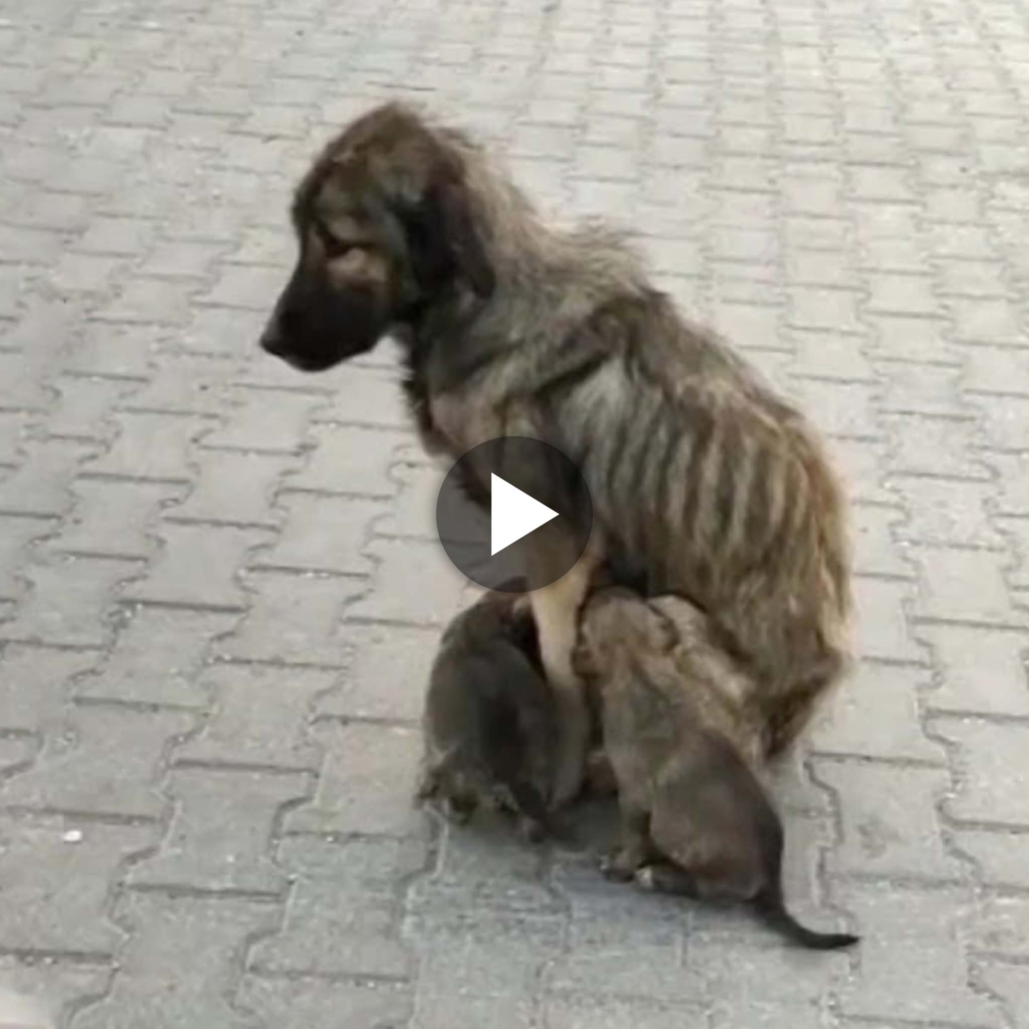 The skinny mother used up all of her remaining breath caring for six tiny puppies.