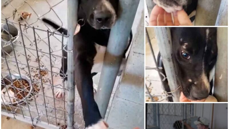 “Charming Action: Dog Reaching Out Paw to People Passing His Cage in Attempt to Make a Connection and Find Adoption”