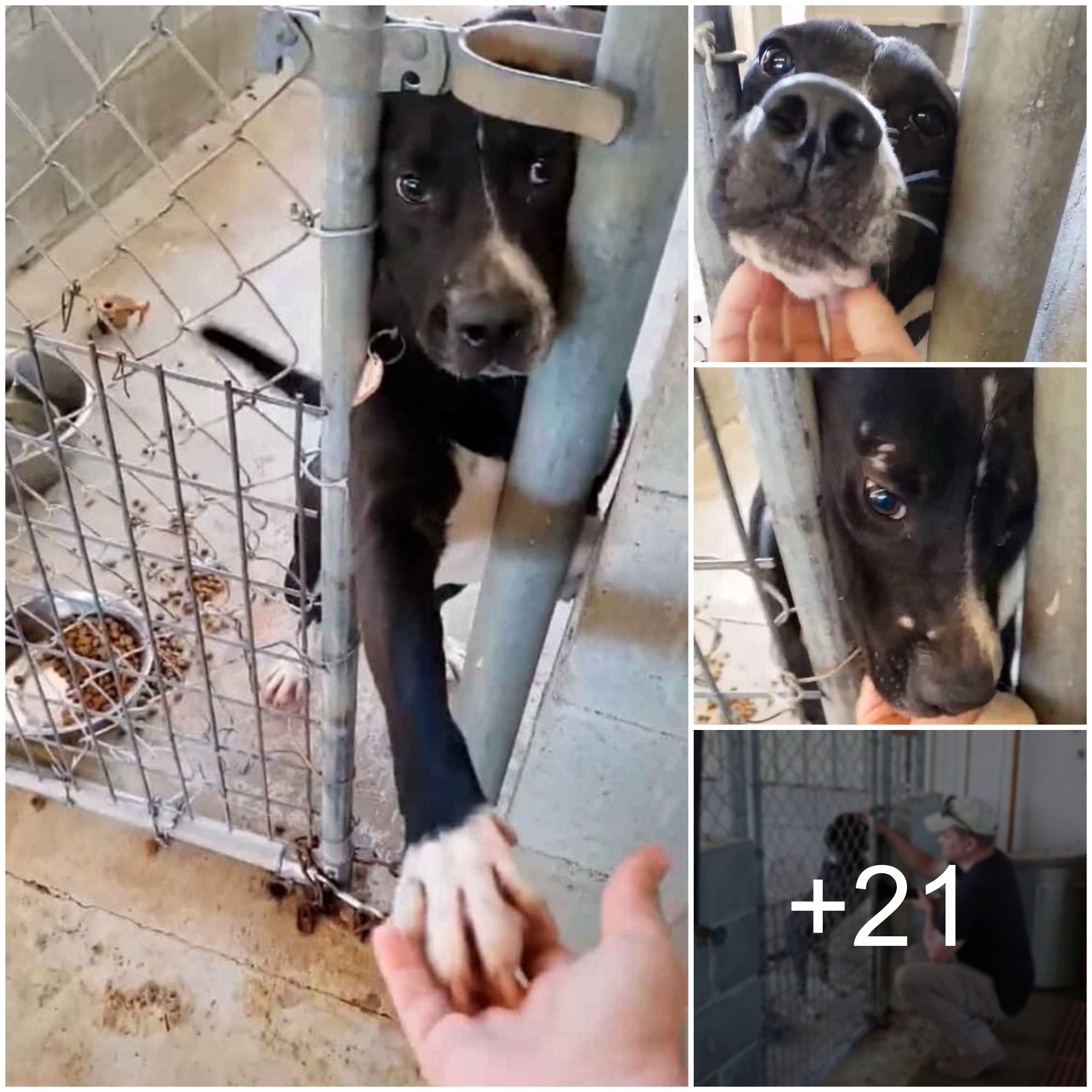 “Charming Action: Dog Reaching Out Paw to People Passing His Cage in Attempt to Make a Connection and Find Adoption”