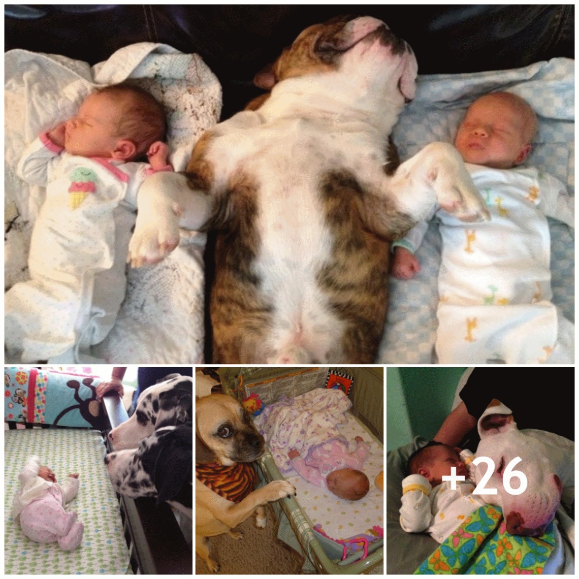 The dog welcomed the baby’s affection with great love and the happiest joy, always at his side to protect the baby.