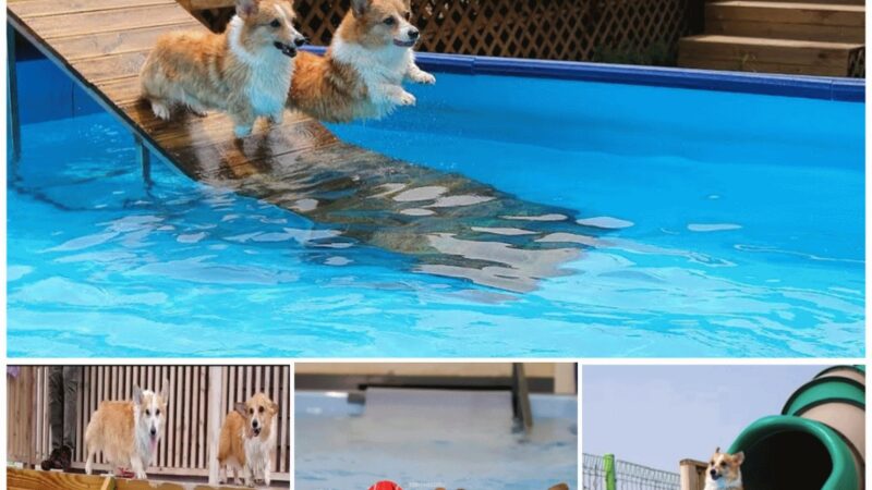 “Corgi Pool Party: Dogs enjoy fun adventures with splashes and water slides”