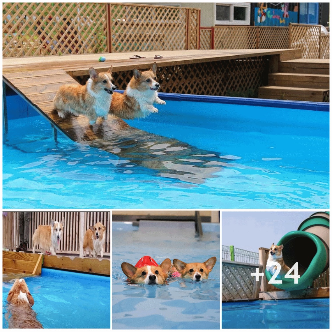 “Corgi Dog Pool Party: Dogs enjoy fun adventures with water splashes and water slides, fun adorable moments”