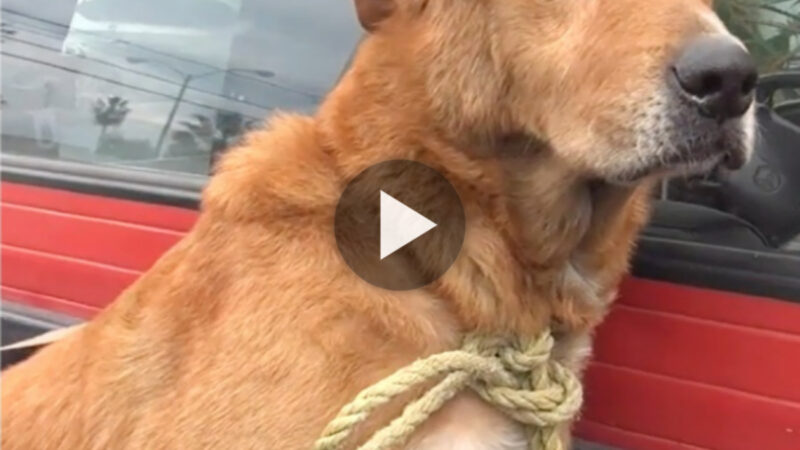 The elderly dog was dejected and unhappy that he was compelled to scavenge on the streets for a living and that no one helped him. (Video)