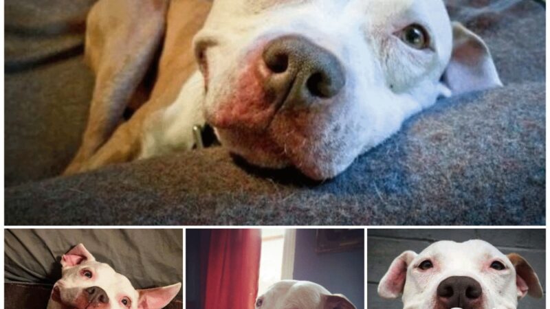 After overcoming the accident and being rescued, Pit Bull became more affectionate and always saved everyone with a bright and adorable smile.