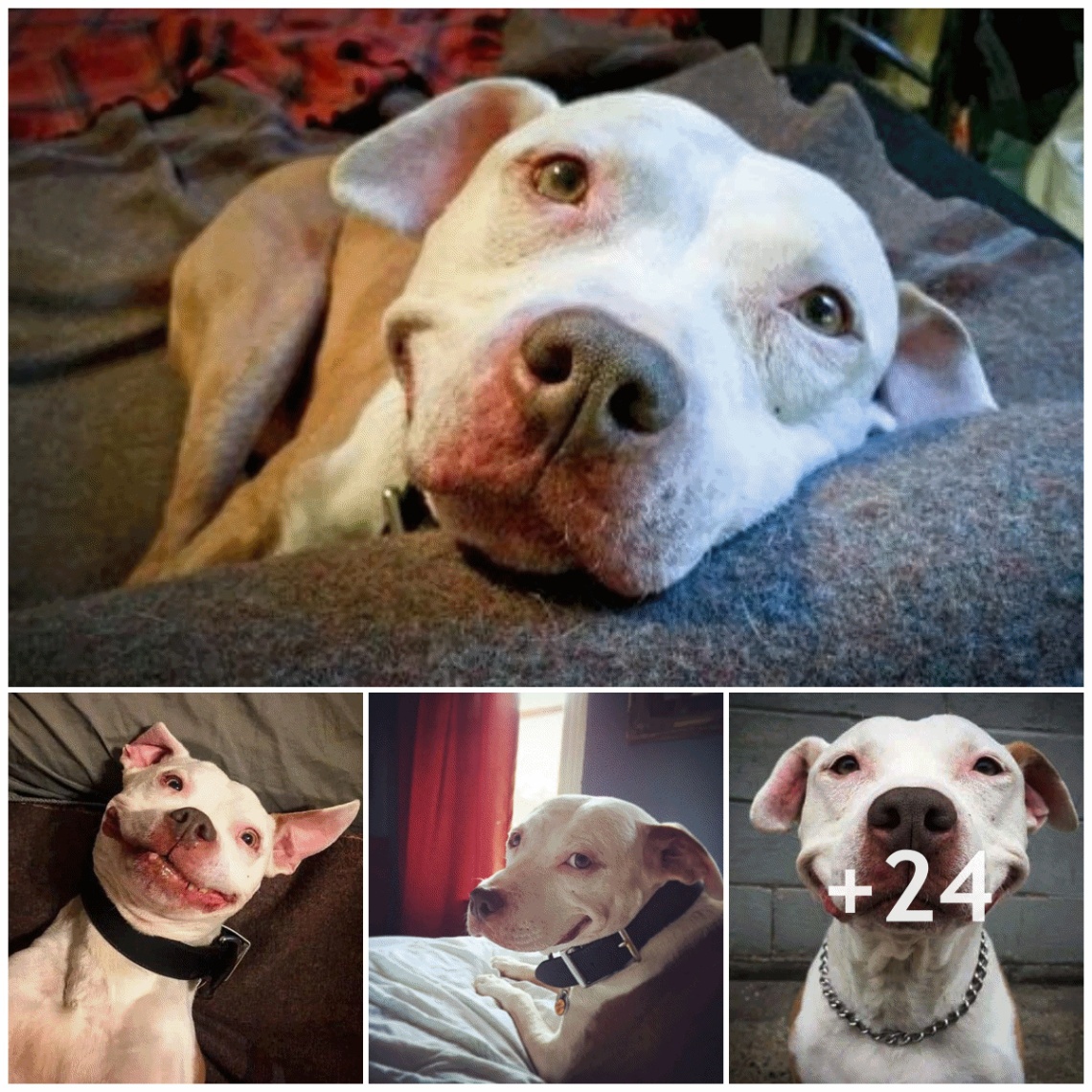 After overcoming the accident and being rescued, Pit Bull became more affectionate and always saved everyone with a bright and adorable smile.