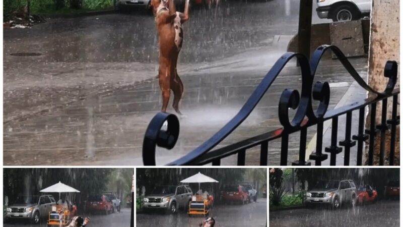 Rare moment: The image of a dog dancing in the rain, having fun happily attracts viewers and warms their hearts.