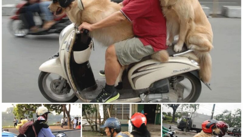 “Funny images of adorable dogs wearing helmets and riding motorbikes are taking the Internet by storm!”