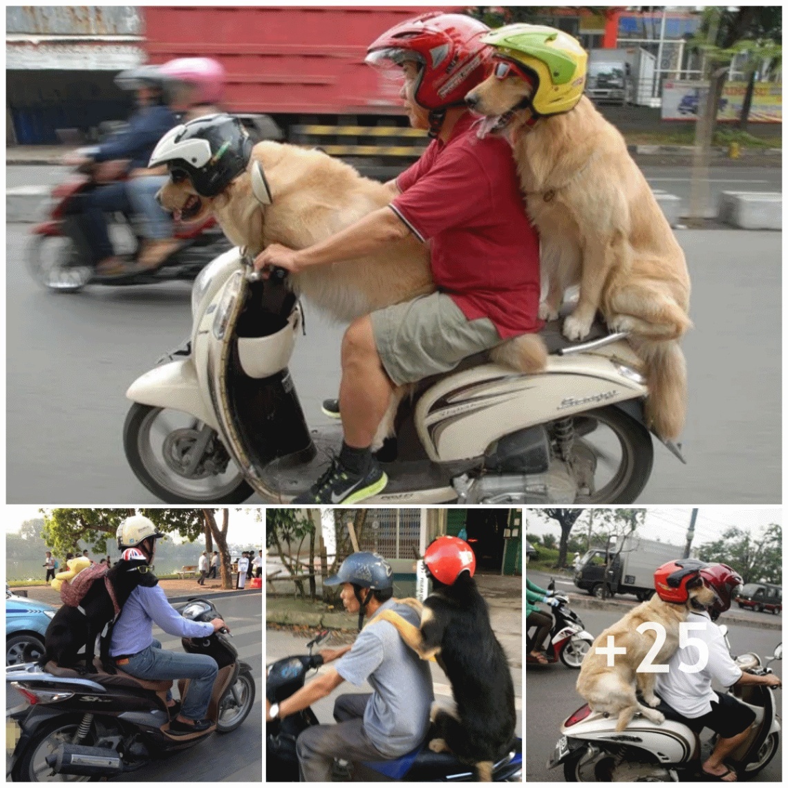 “Funny images of adorable dogs wearing helmets and riding motorbikes are taking the Internet by storm!”