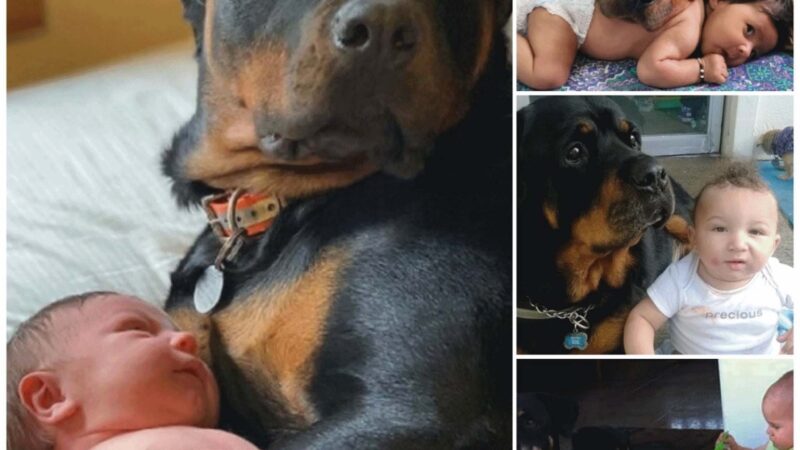 Heartfelt Connection: Frozen Dog Moves Emotionally as Owner Allows Him to Cradle Newborn Baby on His Lap, Tears Glistening