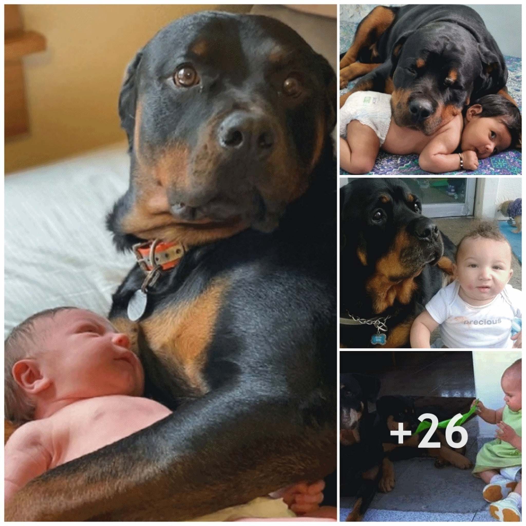 Heartfelt Connection: Frozen Dog Moves Emotionally as Owner Allows Him to Cradle Newborn Baby on His Lap, Tears Glistening