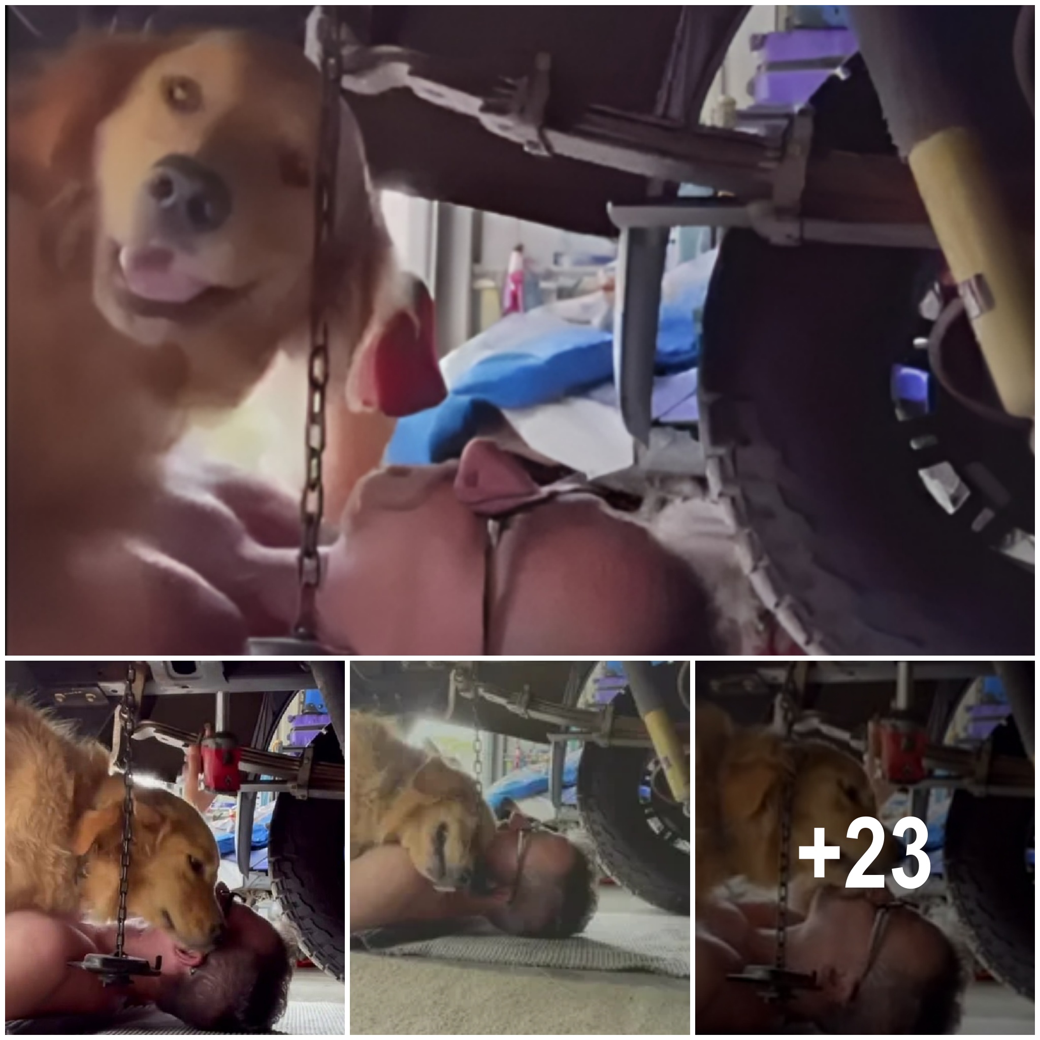 Golden Dog Shows Appreciation by Hugging and Petting His Father, Who is Fixing the Car Below