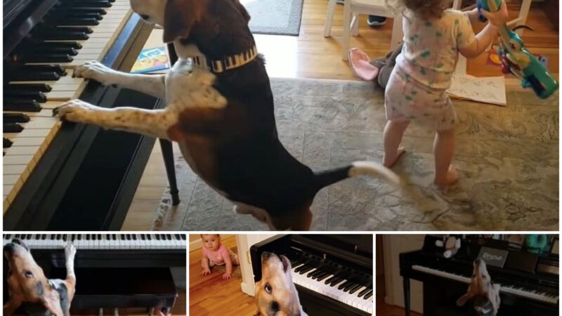 “Melodic Miracles: Blind Pianist Dog and Baby Duet Touch Hearts Online, Becoming Adorable Social Media Sensations!”