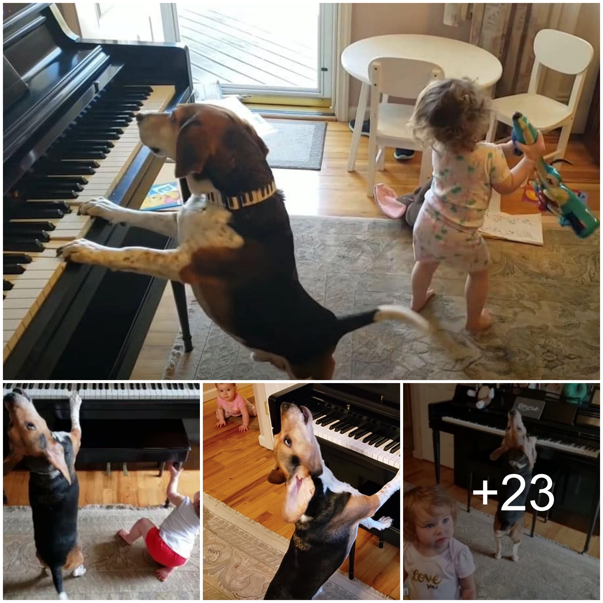 “Melodic Miracles: Blind Pianist Dog and Baby Duet Touch Hearts Online, Becoming Adorable Social Media Sensations!”