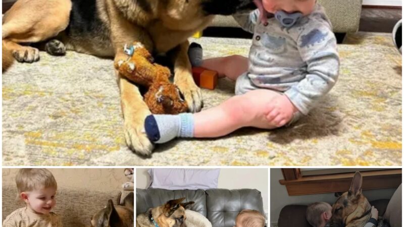 “From Abandoned to Adored: Heartwarming Reunion of Dog and Baby Will Melt Your Heart!”