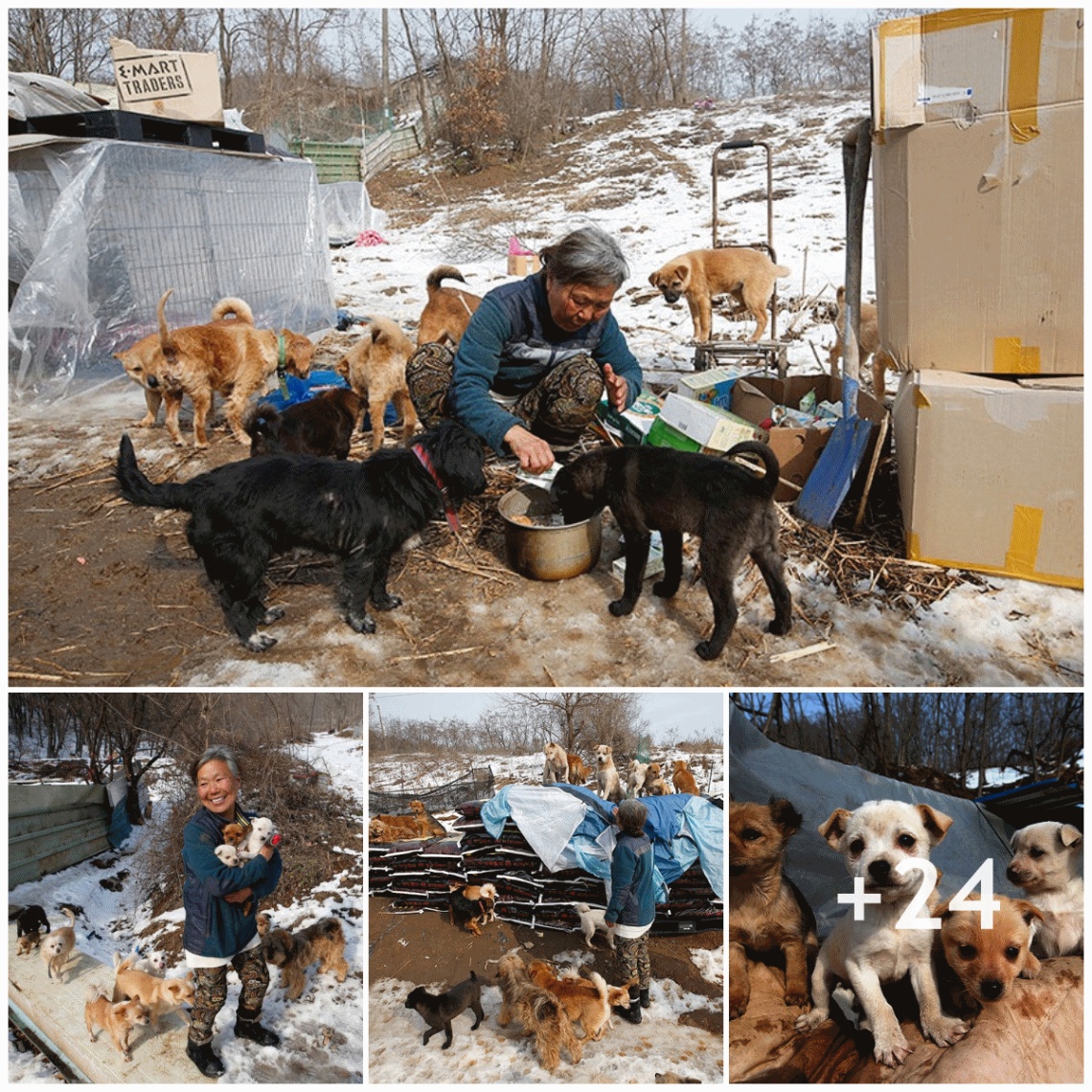 Unwavering Devotion: 60-Year-Old Woman Cares for and Takes in Hundreds of Stray Dogs Over the Years