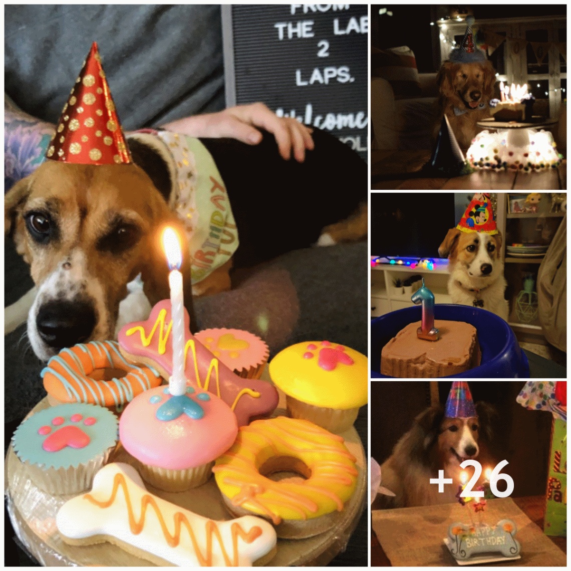 The animal shelter’s elderly dogs shed happy tears on their birthdays.