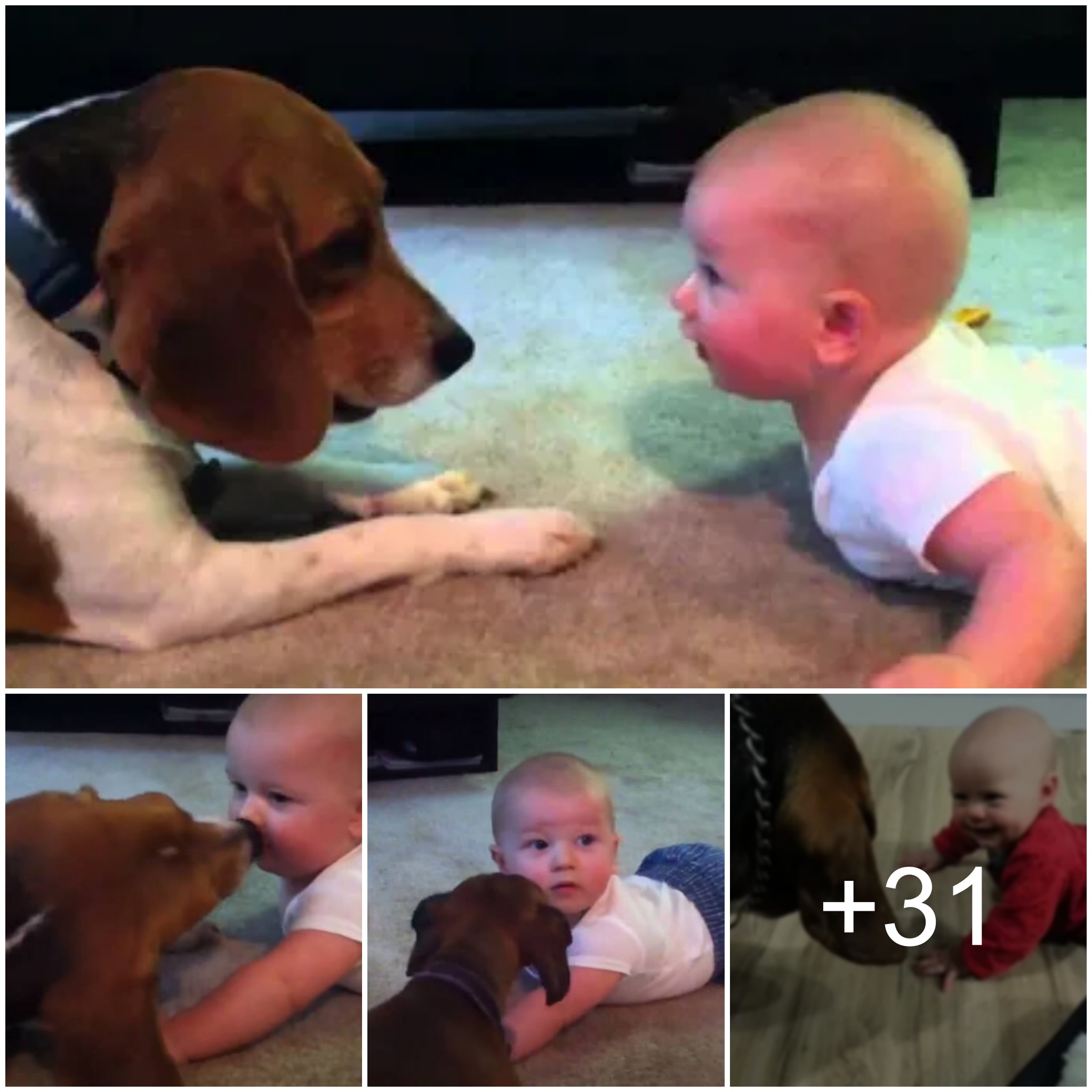The pet dog acts as a nanny to take care of the baby when the parents are away, playing and practicing talking with the little owner