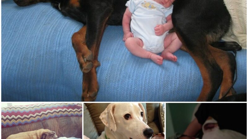 The combination couldn’t be more adorable: babies and their devoted four-legged friends—moments that make readers smile.