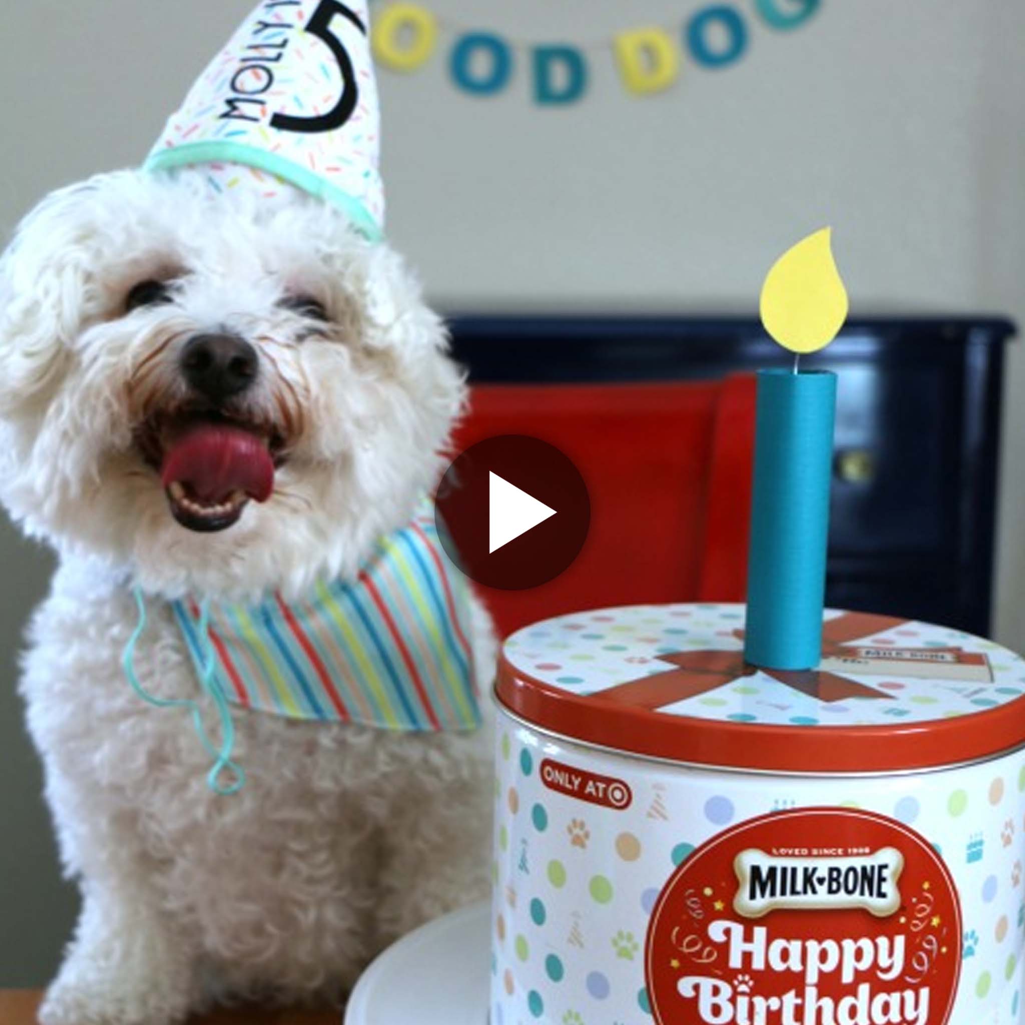 When the dog saw the fantastic birthday celebration that his owner had planned, he was pleasantly surprised! (Video)