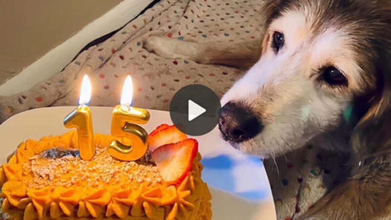 Happy birthday to her! After 15 years, a tear fell on the dog’s face as he finally received a birthday cake, a moment of pure joy and love. ‎