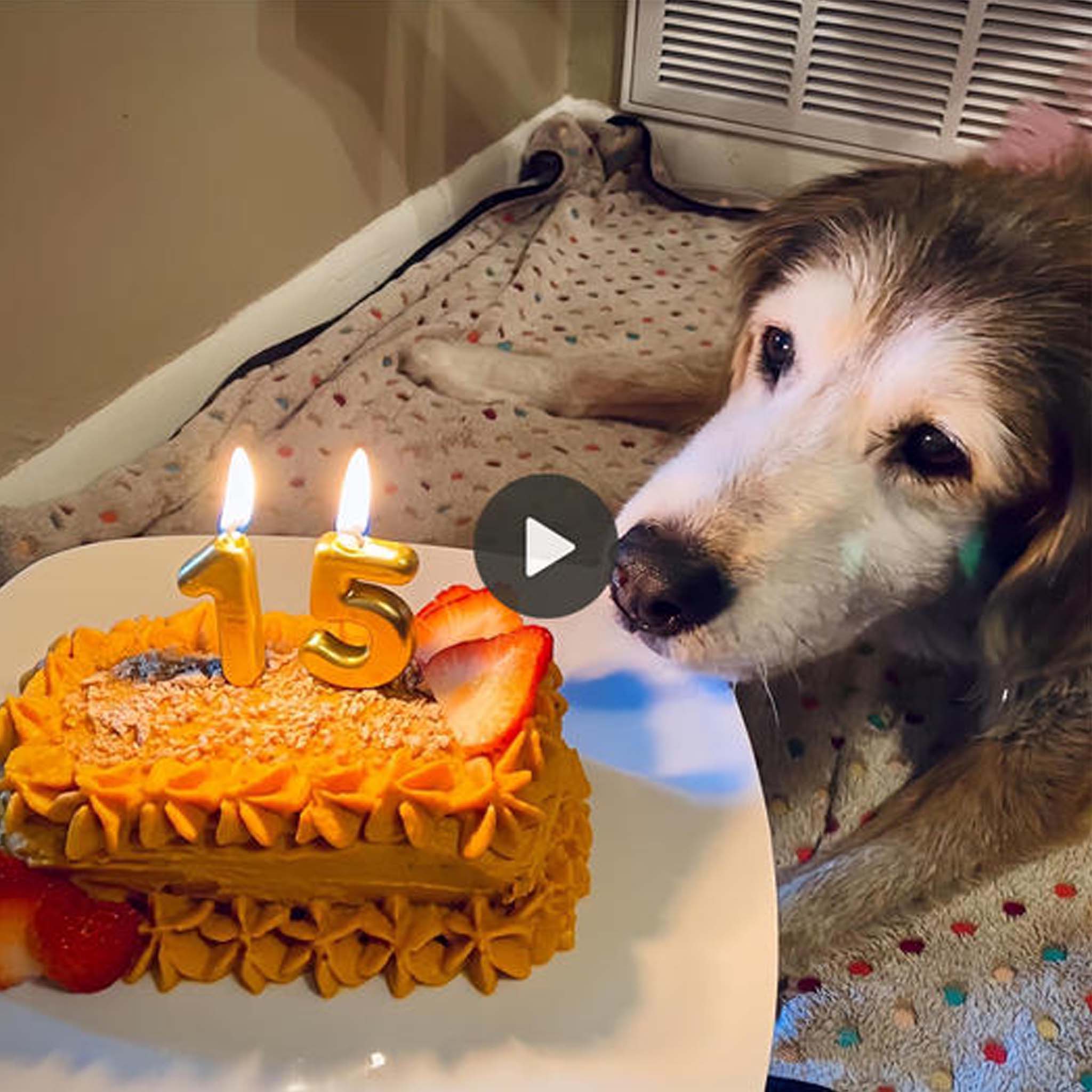 Happy birthday to her! After 15 years, a tear fell on the dog’s face as he finally received a birthday cake, a moment of pure joy and love. ‎