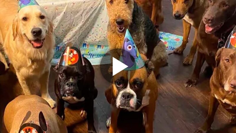 With his new best friends, an abandoned dog throws a lavish birthday celebration.