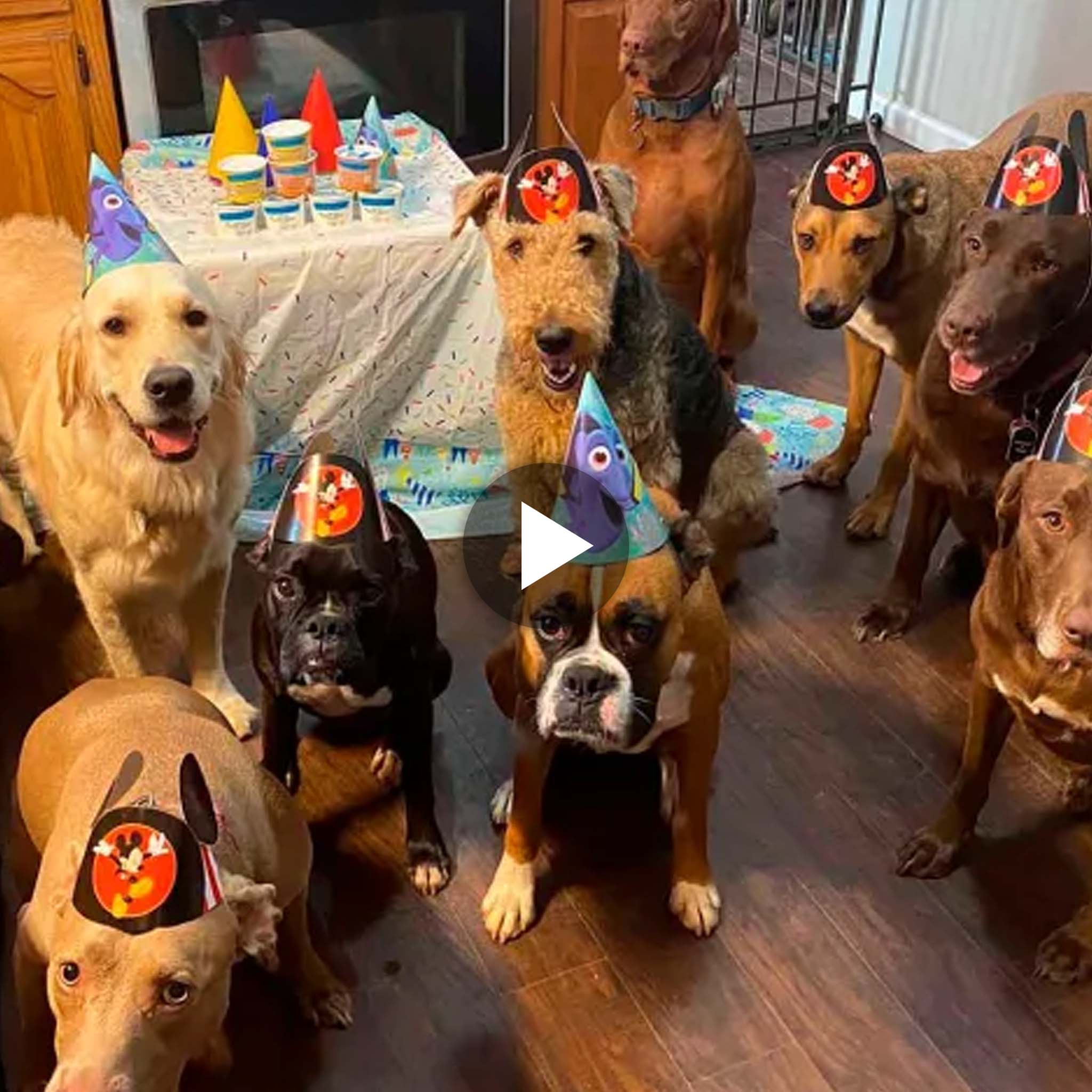 An abandoned dog celebrates his birthday in style with his new best friends.
