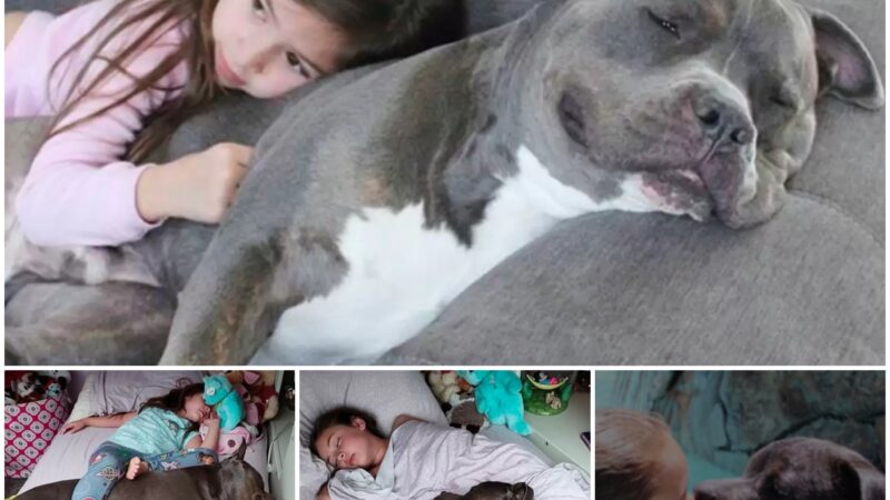 The dog’s warm and comforting actions towards the sleeping girl melted everyone’s hearts.This Pittie Can’t Sleep Without His Little Girl By His Side