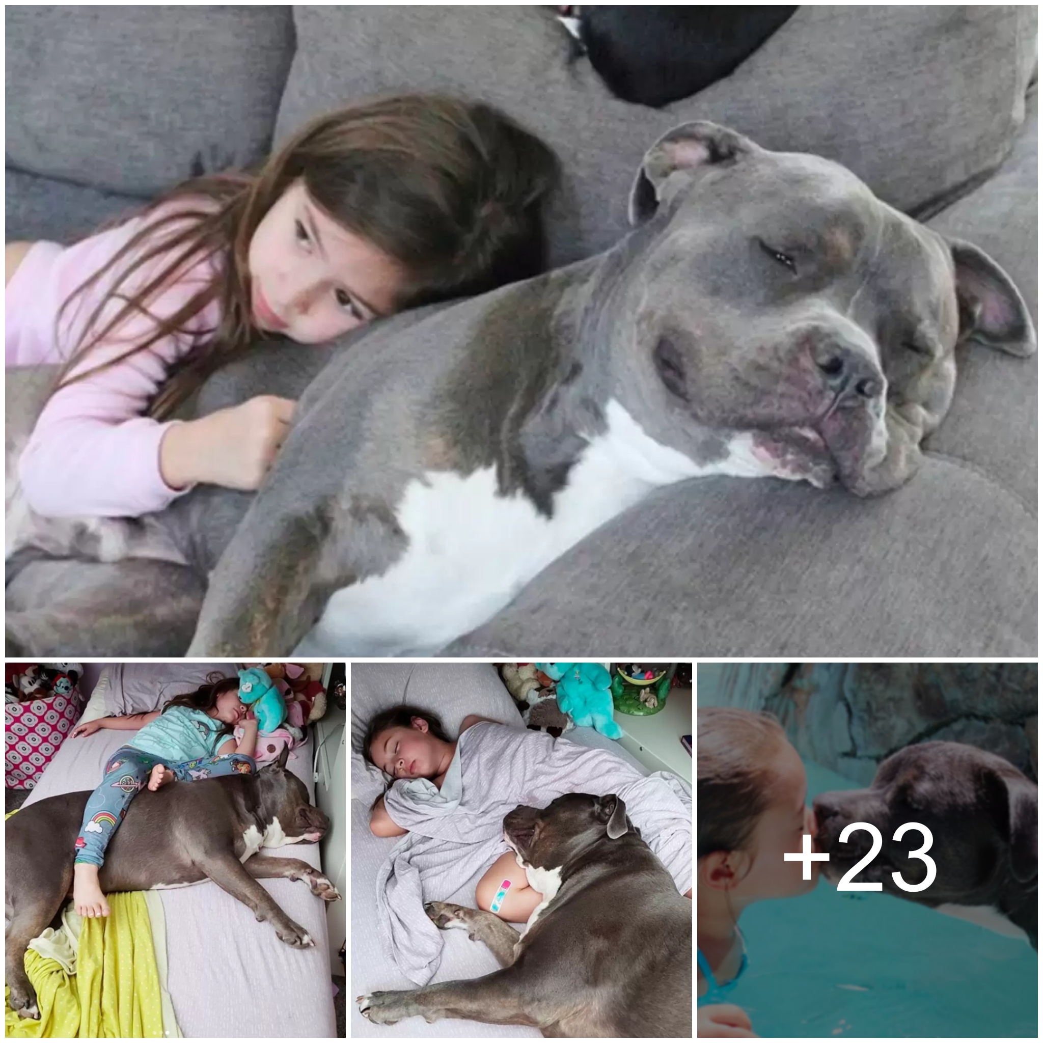 The dog’s warm and comforting actions towards the sleeping girl melted everyone’s hearts.This Pittie Can’t Sleep Without His Little Girl By His Side