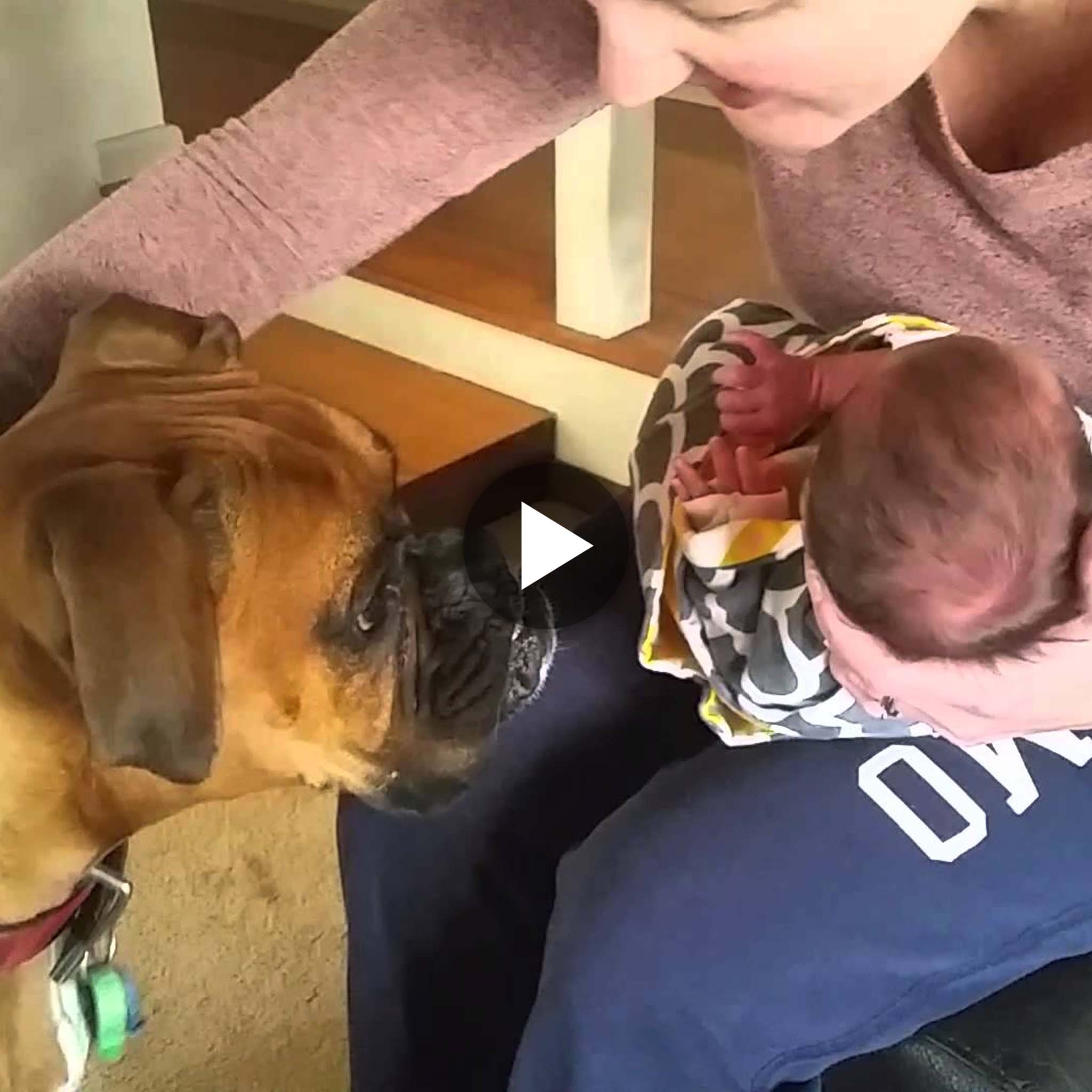 Witness the moment the boxer dog meets his newborn owner, full of curiosity and excitement, hoping that the two will have a good relationship with each other in the future.