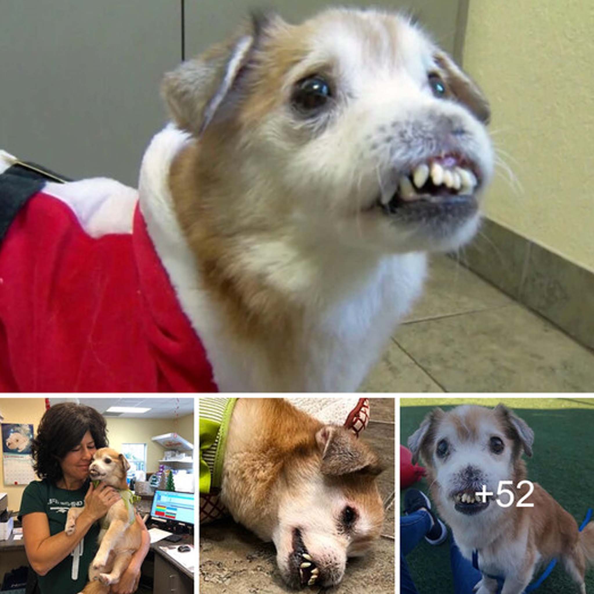 Meet the strange, alien-looking dog that has no nose and jagged teeth but is brimming with love and a strong desire to live.