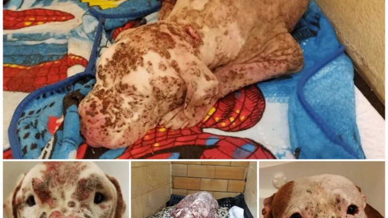 Regrettable! A dog was brutally attacked by an entire dog to the point of death, but after months of intensive treatment, he miraculously made a full recovery.