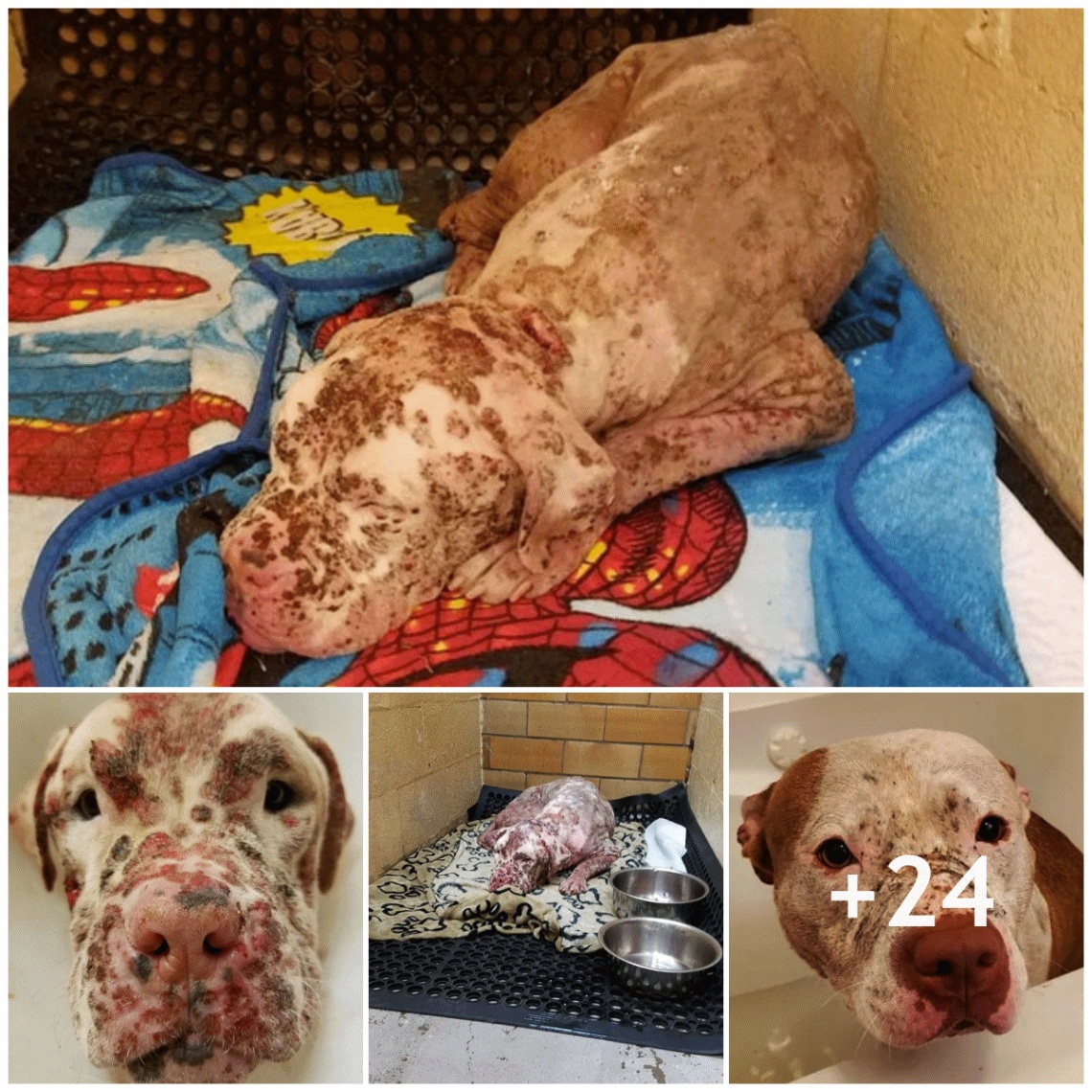 So terrible ! A dog was brutally attacked by an entire dog to the point of almost dying, but after months of intensive treatment, it miraculously made a full recovery.