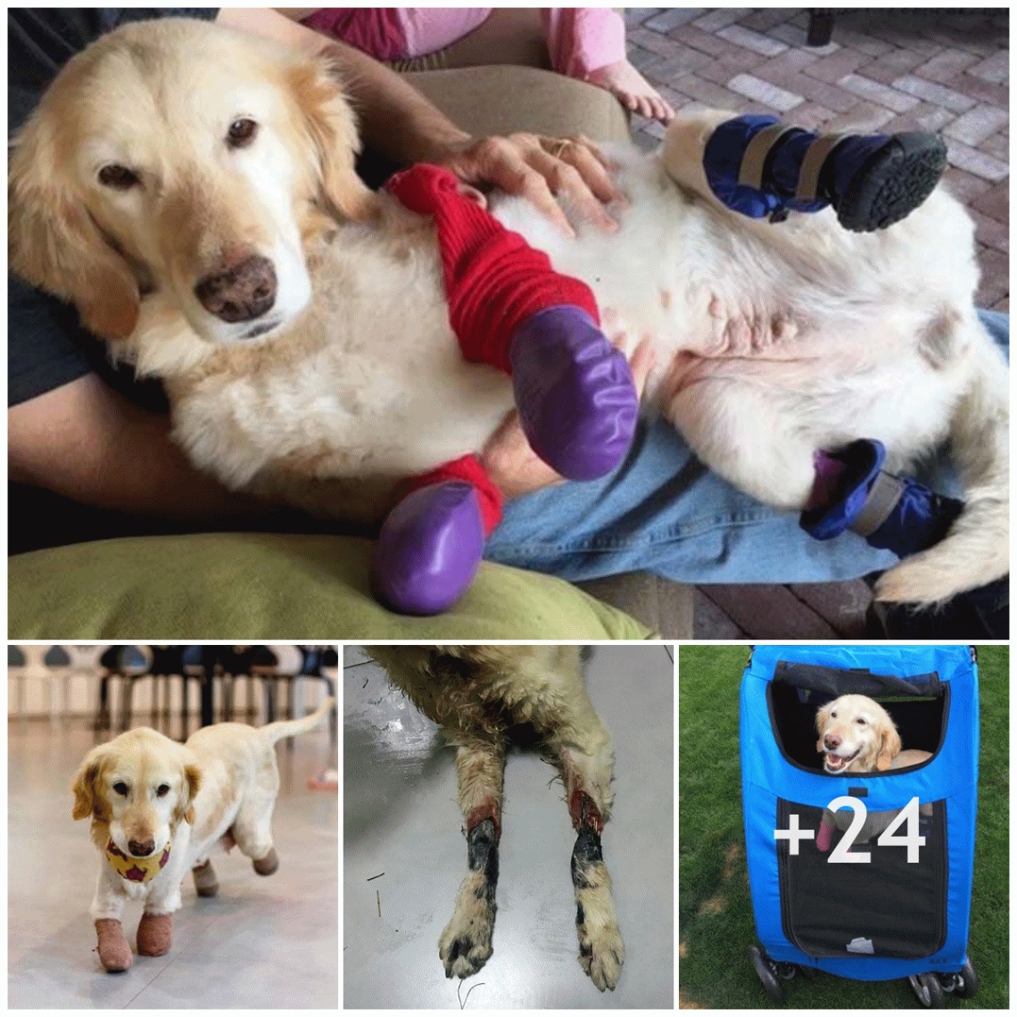 The dog lost 4 legs due to an accident, but in the end he made his family happy.