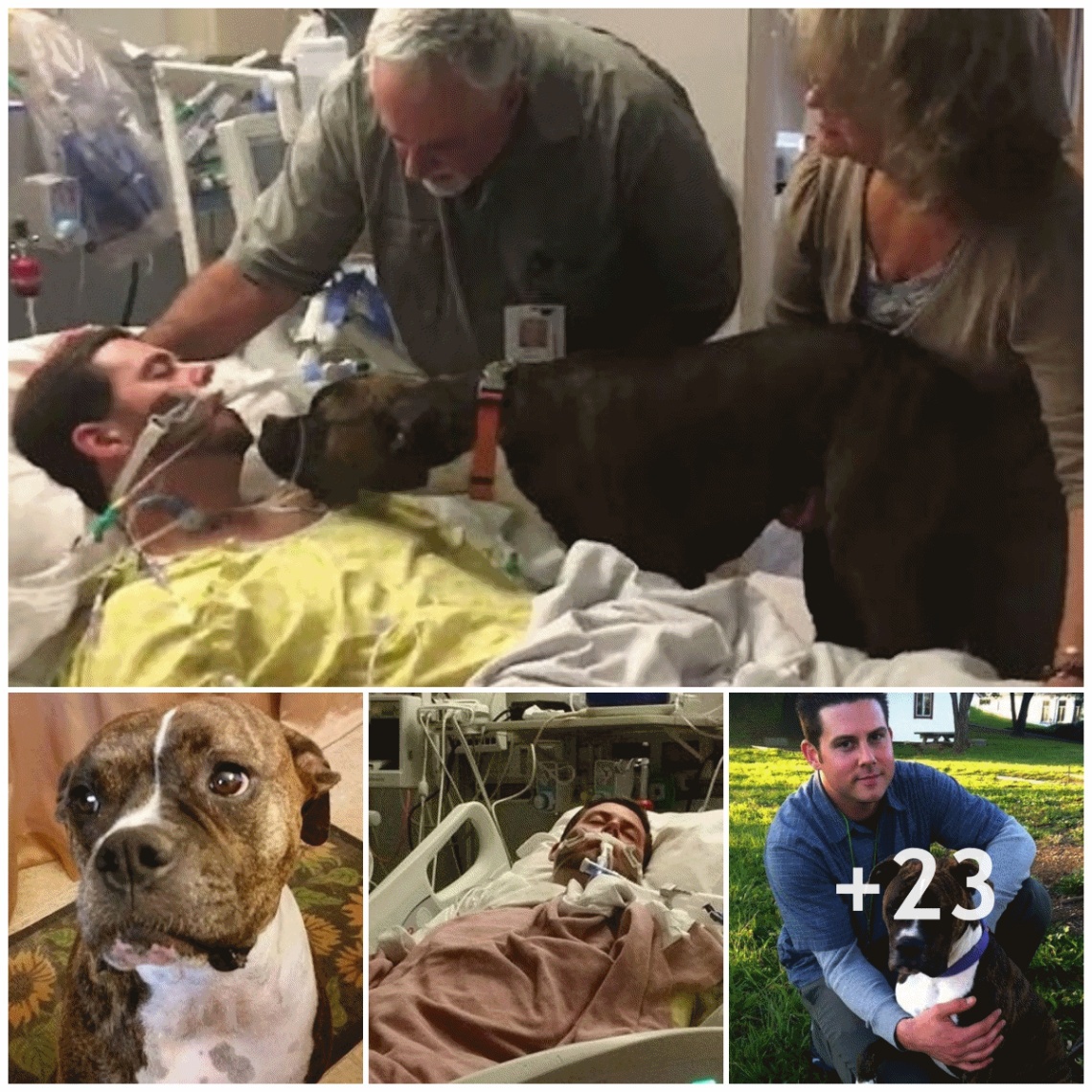 The moment the dog met his owner for the last time and said goodbye, he cried and stayed by the hospital bed for a long time before leaving.
